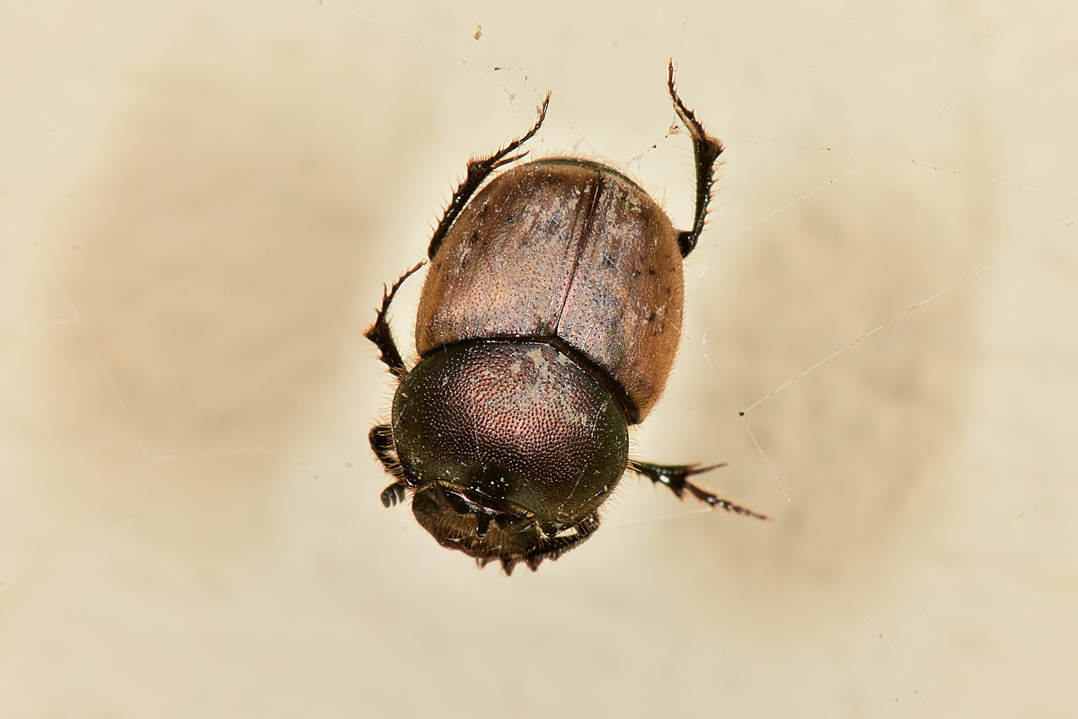 Scarabaeidae: Onthophagus coenobita? Si.